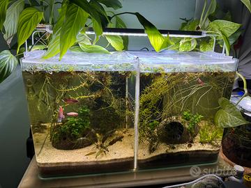 Acquario con pesci betta