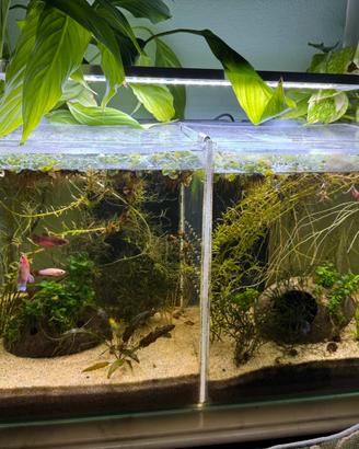 Acquario con pesci betta