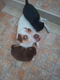 cuccioli cane