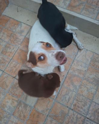 cuccioli cane