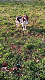 Incrocio beagle basset hound