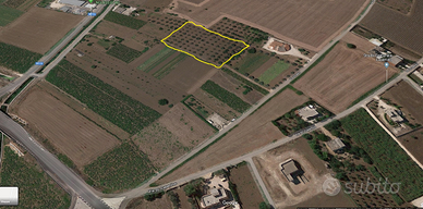 Uliveto di circa 6200 mq con 80 alberi, cda Paduli