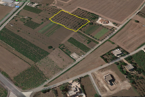 Uliveto di circa 6200 mq con 80 alberi, cda Paduli