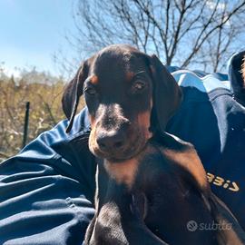 Cuccioli di Dobermann