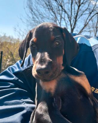 Cuccioli di Dobermann