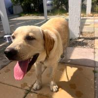 Adorabile Labrador con pedigree