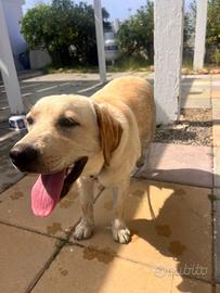 Adorabile Labrador con pedigree