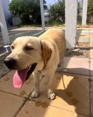 Adorabile Labrador con pedigree