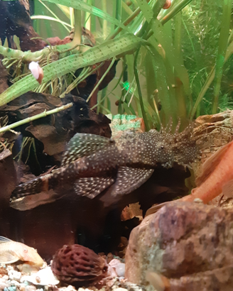 Pesce pulitore