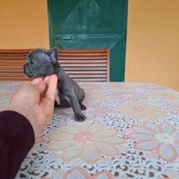 Cuccioli di bulldog francese blu