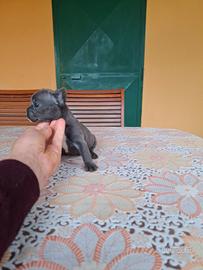 Cuccioli di bulldog francese blu