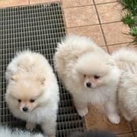 Cuccioli di Pomerania