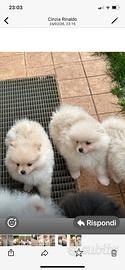 Cuccioli di Pomerania