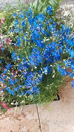 fiori perenni