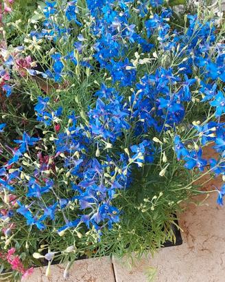 fiori perenni