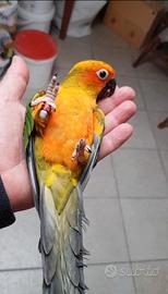 Conuri del sole allevati a mano