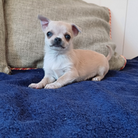 Chihuahua cucciola femmina pelo corto