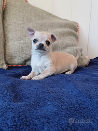 Chihuahua cucciola femmina pelo corto
