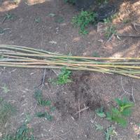 canne di bamboo