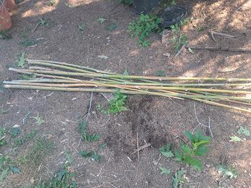 canne di bamboo