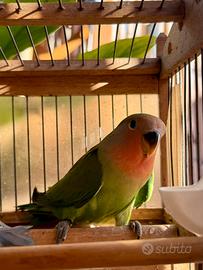 Pappagalli inseparabili