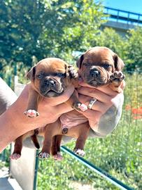 Staffordshire Bull Terrier
