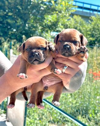 Staffordshire Bull Terrier