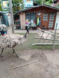Femmina di Emu' di 2 anni