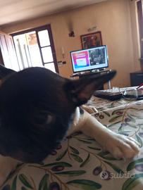 Bulldog francese