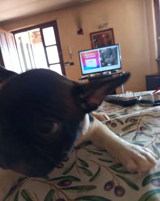 Bulldog francese