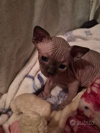 Cuccioli sphynx con pedigree