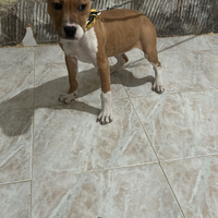 Pit bull adba