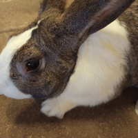 Coniglio Conigli pezzato