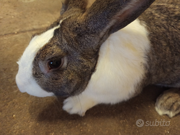 Coniglio Conigli pezzato