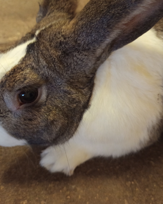 Coniglio Conigli pezzato