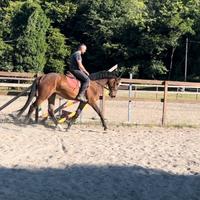 Cavallo 3 anni e mezzo