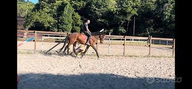 Cavallo 3 anni e mezzo