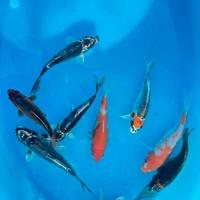 Carpe Koi