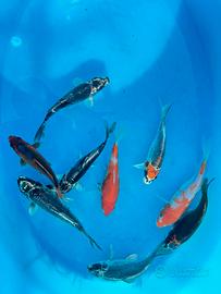 Carpe Koi