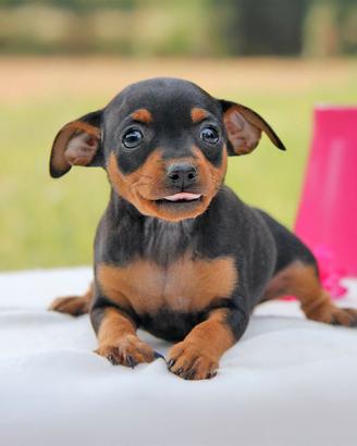Cucciolina femmina di Pinscher nero focato
