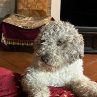 Lagotto con pedigree per monta