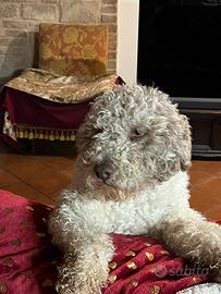 Lagotto con pedigree per monta