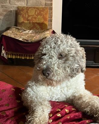 Lagotto con pedigree per monta