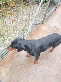 Motivi vari disponibile Geak,slovenkj kopov di 5 a