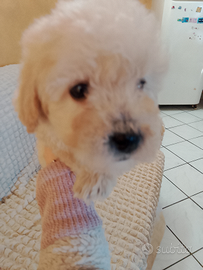 Barboncini toy albicocca