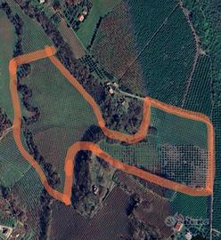 Terreno agricolo noccioleti