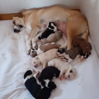 Pastori dell Asia centrale