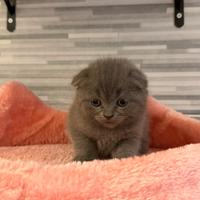 Scottish fold