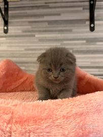 Scottish fold