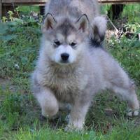 Alaskan malamute femmina - pedigree